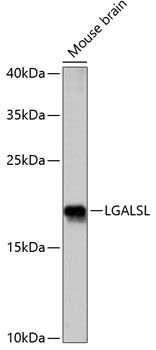LGALSL antibody