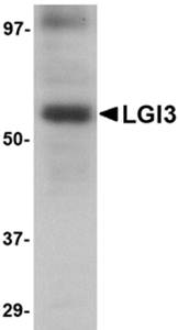 LGI3 Antibody