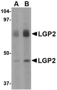 LGP2 Antibody