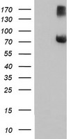 LGR5 Antibody