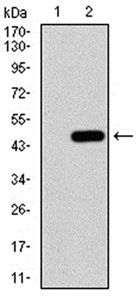 LGR5 Antibody