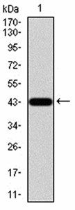 LGR5 Antibody
