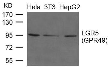 LGR5 Antibody