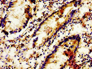 LGR6 Antibody