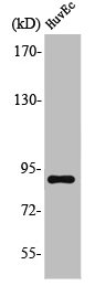 LGR6 antibody