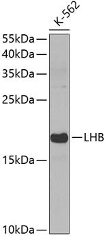 LHB antibody