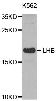 LHB antibody