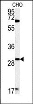 LHPL2 antibody