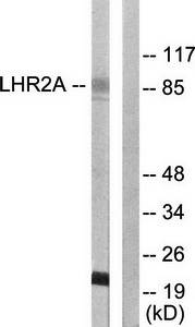 LHR2A antibody
