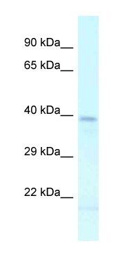 Lhx2 antibody