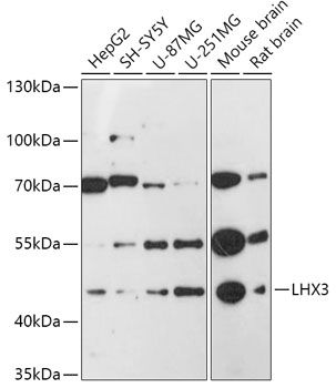 LHX3 antibody