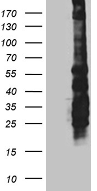 LHX4 antibody