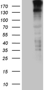 LHX4 Antibody