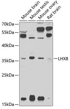 LHX8 antibody