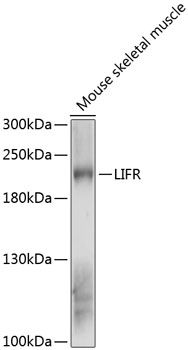 LIFR antibody