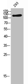 LIFR antibody