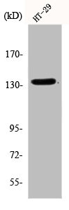 LIG1 antibody