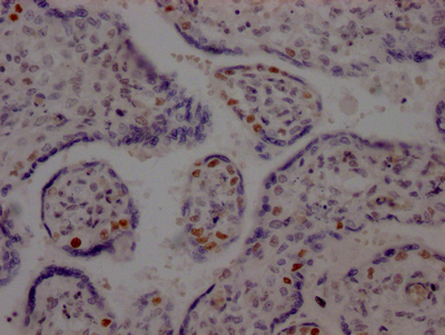 LIG1 antibody