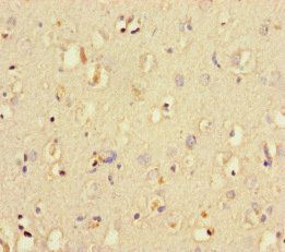 LIG3 Antibody