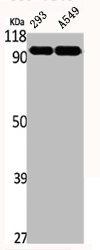 LIG4 antibody