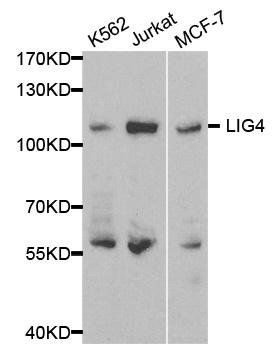 LIG4 antibody