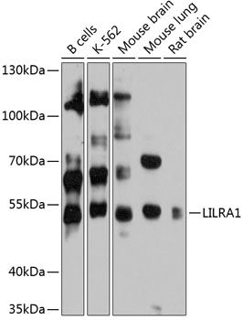 LILRA1 antibody
