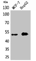 LILRA1 antibody