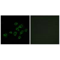 LILRA1 Antibody
