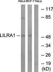 LILRA1 antibody