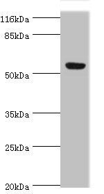 LILRA2 antibody