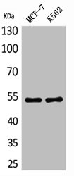 LILRA2 antibody