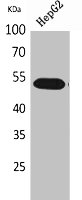 LILRA2 antibody