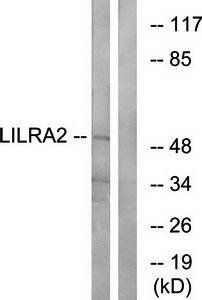 LILRA2 antibody