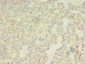 LILRA4 Antibody