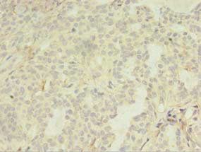 LILRA4 antibody