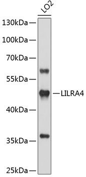 LILRA4 antibody