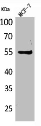 LILRA4 antibody