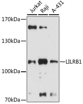 LILRB1 antibody