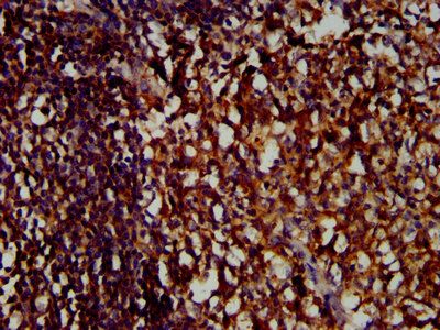 LILRB1 Antibody