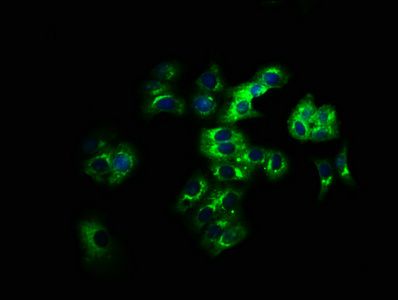 LILRB2 antibody