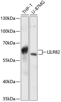 LILRB2 antibody