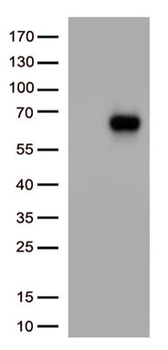 LILRB3 antibody
