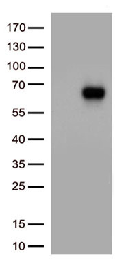 LILRB3 Antibody