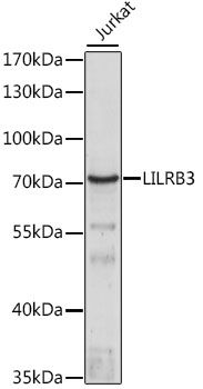 LILRB3 antibody