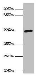 LILRB4 antibody