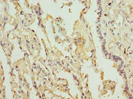 LILRB4 Antibody