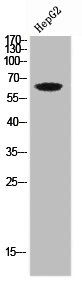 LILRB5 antibody