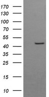 LIM1 (LHX1) antibody