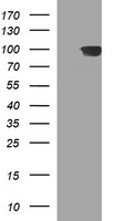 LIM1 (LHX1) antibody