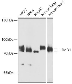 LIMD1 antibody